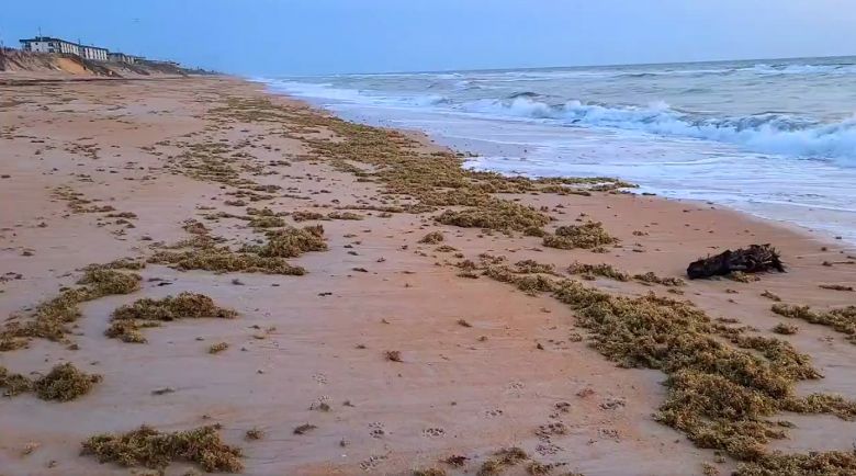 Bolha de algas marinhas com o dobro da largura dos EUA se dirige à Flórida